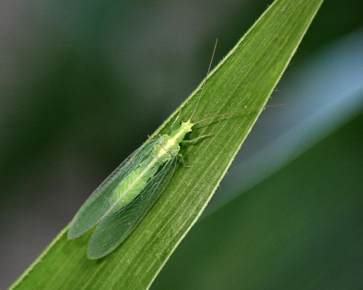 Chrysopa formosa da confermare